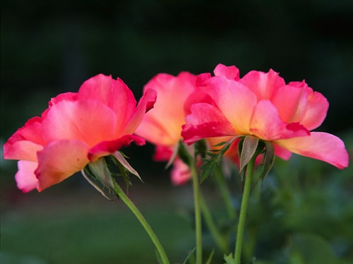Three Roses, Reeves-Reed Arboretum, Union County, NJ (MF).jpg